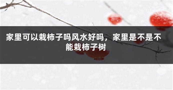 家里可以栽柿子吗风水好吗,家里是不是不能栽柿子树