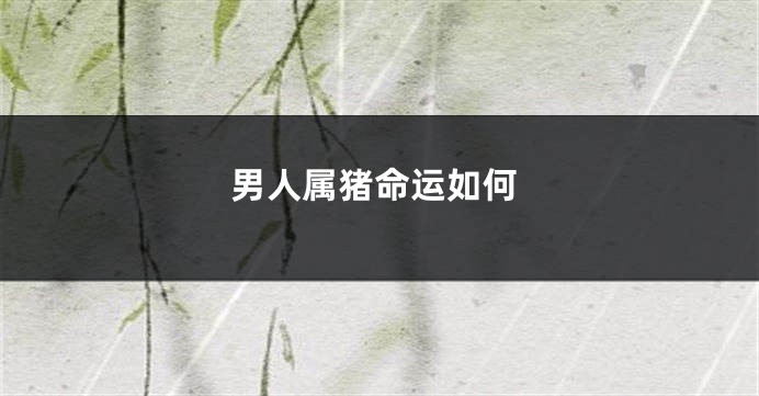 男人属猪命运如何