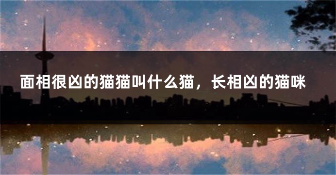 面相很凶的猫猫叫什么猫,长相凶的猫咪