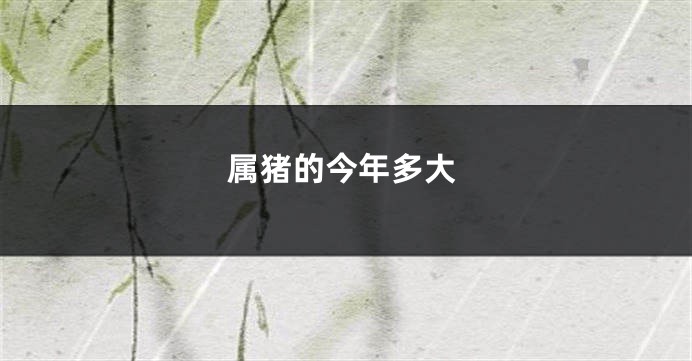 属猪的今年多大